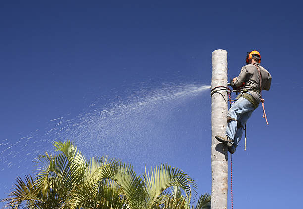 Best Arborist Consultation Services  in USA